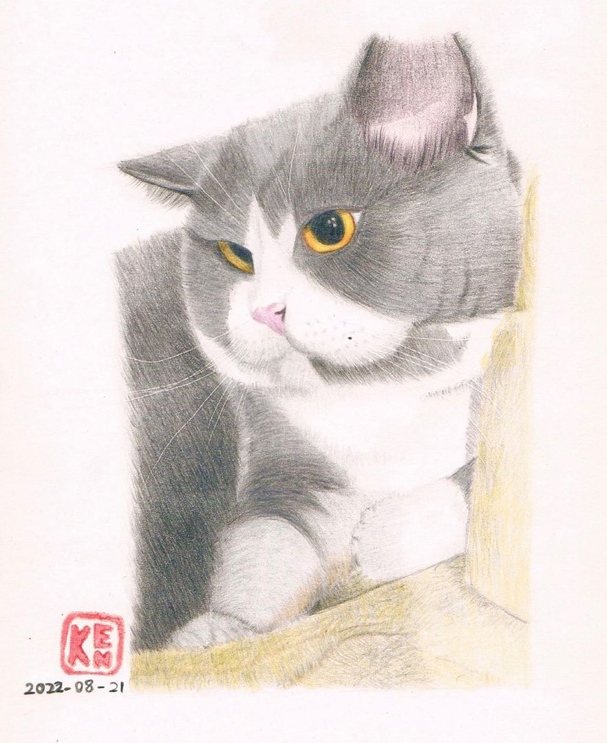 貓 Cat