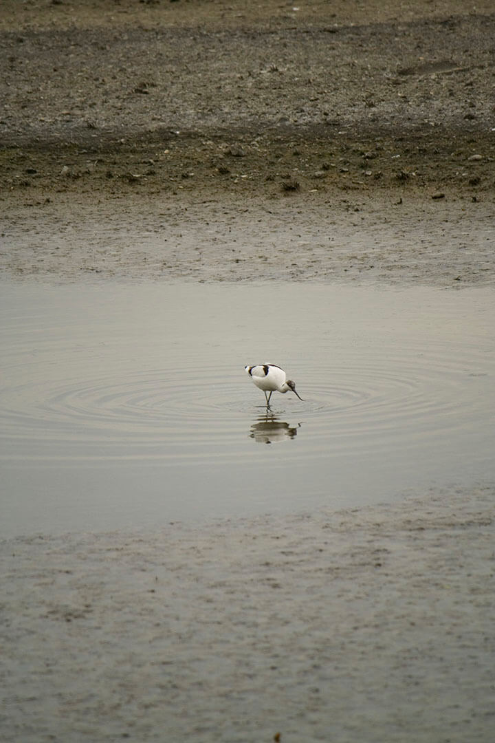 濕地公園 Wetland Park