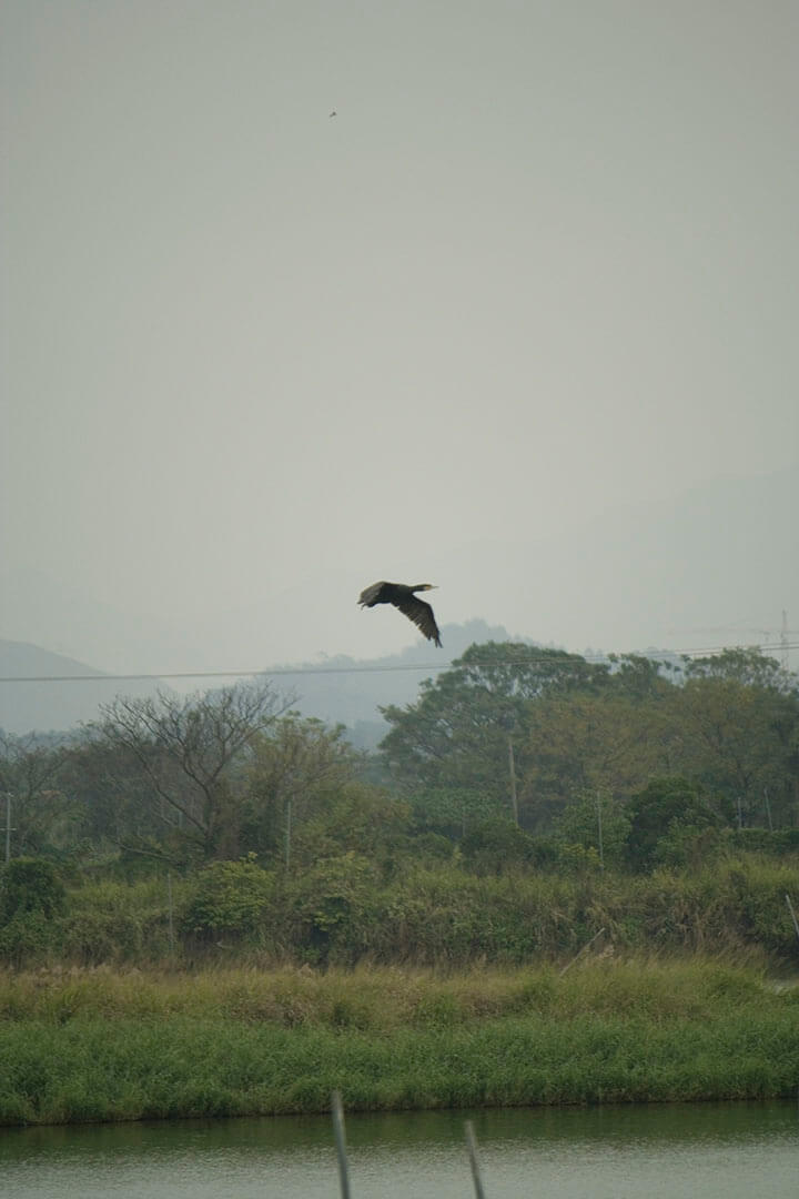 濕地公園 Wetland Park